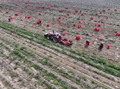 安徽蒙城：订单马铃薯收成忙